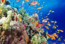 Agatti Islands is widely known for its aquatic life and also for sea turtles and multi-coloured fishes which is the most attracting point of the islan